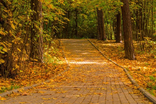 Foto Horizontal Paisaje Otoñal Parque Urbano — Foto de Stock