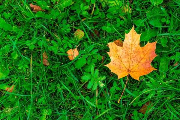草上からクローズ アップ ビューで黄色のカエデの葉 — ストック写真
