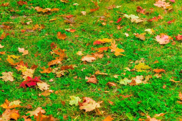もみじの葉の落ちた秋で覆われた緑の芝生 — ストック写真