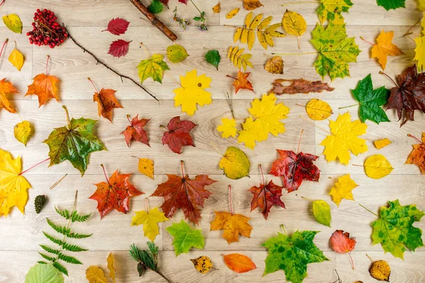 トップ ビュー 森林床の自然な目的から秋の天然成分 — ストック写真