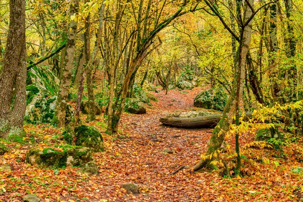 Sentier Dans Forêt Automne Couvert Feuilles Brillantes Tombées — Photo