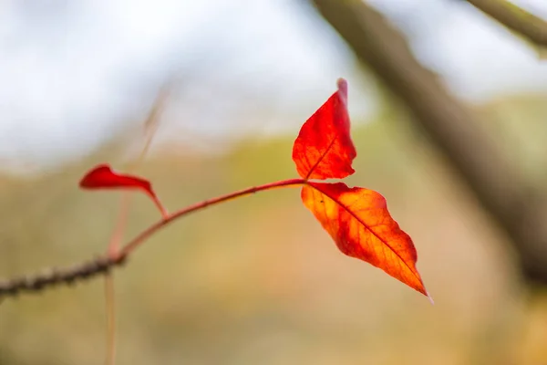 Albero Con Foglie Rosse Nel Parco Primo Piano — Foto Stock