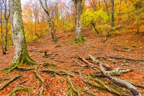 Bomen Een Berghelling Herfst Boslandschap — Stockfoto