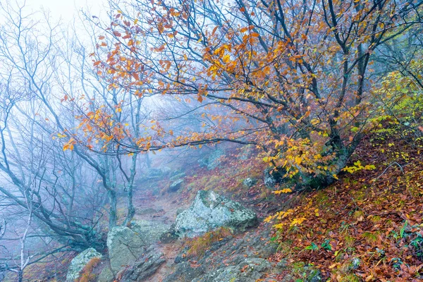 Herfst Landschap Bergen Prachtige Natuur Een Mistige Dag — Stockfoto