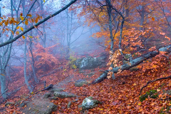 Prachtig Fantastisch Herfst Bos Bergen Mist — Stockfoto