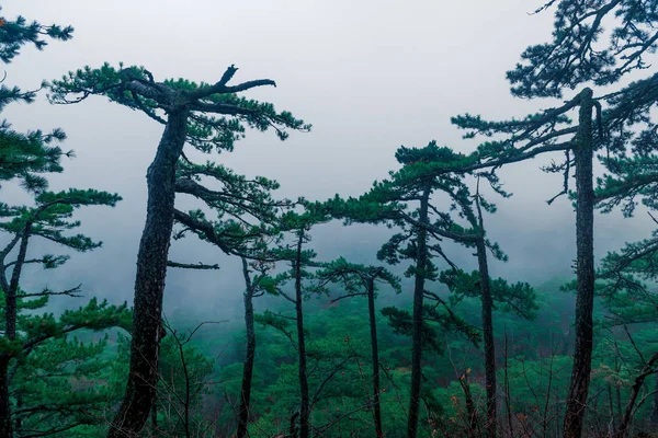 Coniferous Tall Trees Mountains Autumn Foggy Overcast Day — Stock Photo, Image