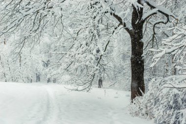 Beyaz Peyzaj - iz, orman parkta bir kış gününde bırakarak.