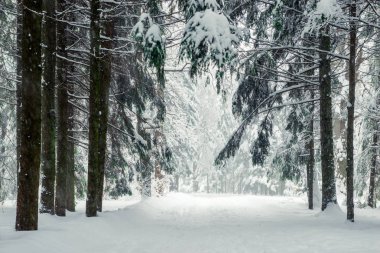 Bol taze karlı kış orman tipide sonra