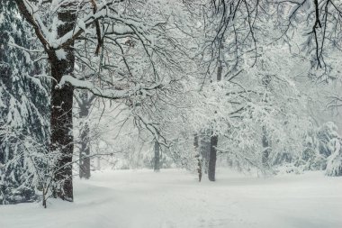 Peri kış orman, karla kaplı ağaç dalları, güzel manzara