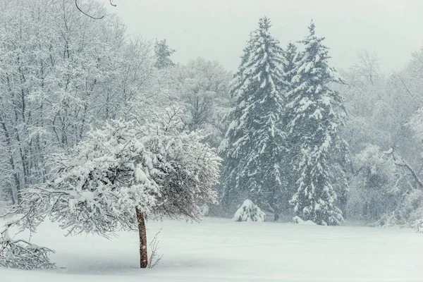 Vue Hiver Forêt Mixte Couverte Neige — Photo