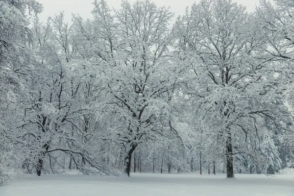 Güzel Ağaçlar Kadife Kış Manzara Gibi Kar Ile Kaplı Standı — Stok fotoğraf