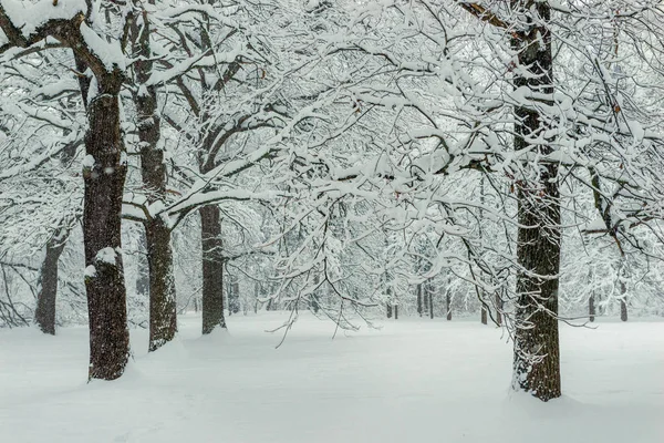 冬の風景 雪が降った後の雪の木の白 冬の森 — ストック写真