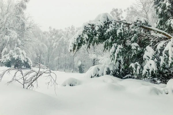 Abeto Curvado Floresta Inverno Cenário Natural Inverno Muita Neve Nos — Fotografia de Stock