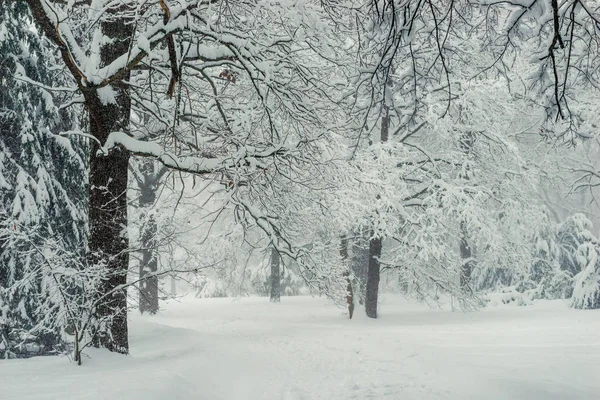 妖精冬の森 雪に覆われた木の枝 美しい風景 — ストック写真