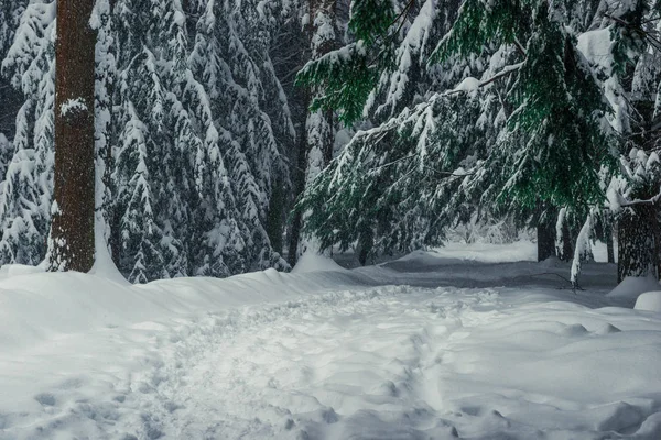 雪の中 自然の背景風景で背の高いモミの木の枝 — ストック写真