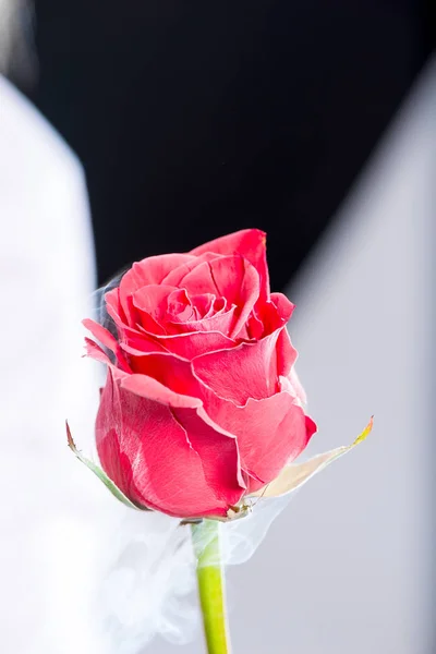 Close Beautiful Frozen Liquid Nitrogen Rose Black Background — Stock Photo, Image