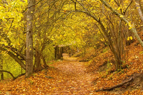 Trail Het Najaar Regenachtige Park Een Bewolkte Dag — Stockfoto