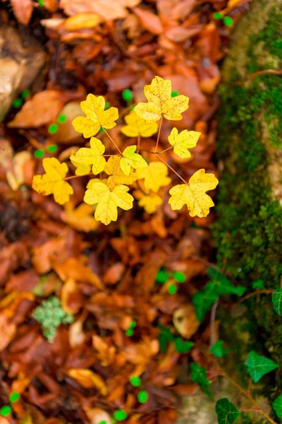 秋のクローズ アップで若い楓の小さな葉 — ストック写真