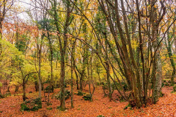 Een Foto Van Een Herfst Park Een Pad Bedekt Met — Stockfoto