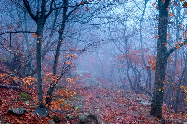 Mystieke Landschap Bos Het Najaar Tijdens Mist Bomen Met Kale — Stockfoto