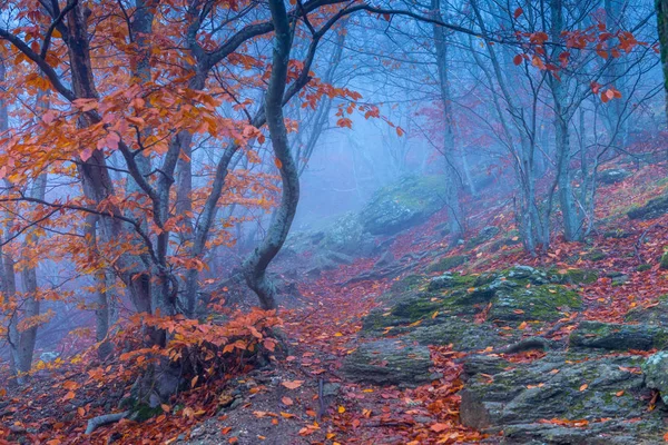 Magical Beautiful Gloomy Forest Mountains Autumn Day Thick Fog — Stock Photo, Image