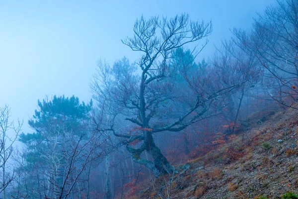 Bomen Bergen Een Heuvel Een Bewolkt Mistig Herfstdag Mystieke Landschap — Stockfoto
