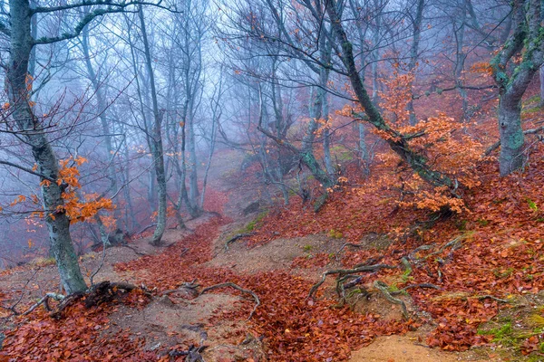 Fantastisch Sombere Landschap Bomen Heuvel Mistige Herfstdag — Stockfoto