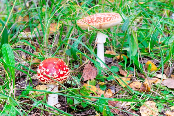 Amanita Lumineuse Toxique Sur Une Clairière Dans Forêt Gros Plan — Photo