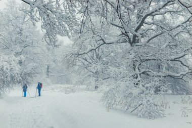 Bir yürüyüşe karlı kış ormandaki Active kayakçı