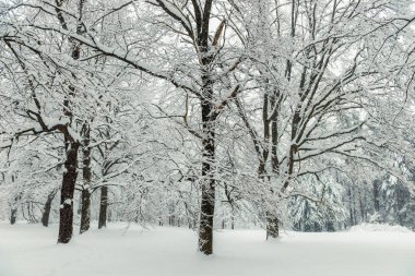 kar kar yağışı, kış manzara sonra ağaçlarda. Kışın orman