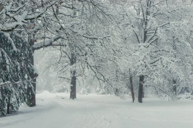Kışın, doğal kış manzara arka plan yaprak döken ağaçların dalları