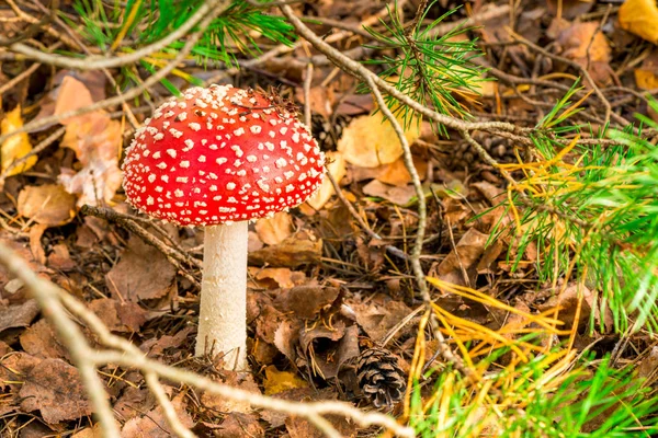 Gros Plan Une Belle Amanita Aux Champignons Empoisonnés Dans Forêt — Photo