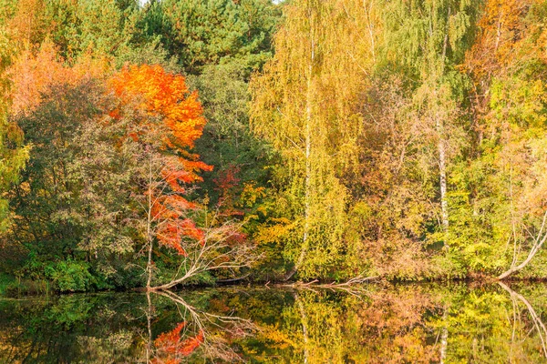 Piękny Jasny Jesień Drzew Pobliżu Jeziora Parku Malowniczy Krajobraz Październiku — Zdjęcie stockowe