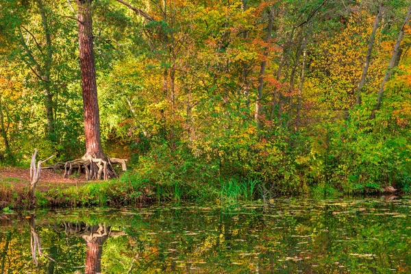 Bagno Lesie Jesień Krajobraz Malowniczego Lasu — Zdjęcie stockowe