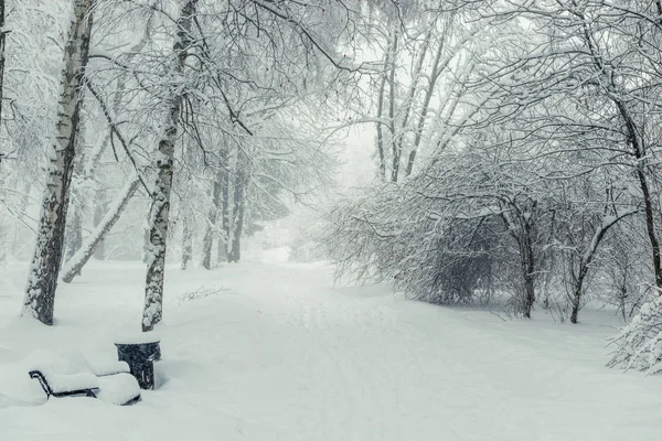 Kışın Park Boş Orman Ağaçlar Karla Kaplı — Stok fotoğraf