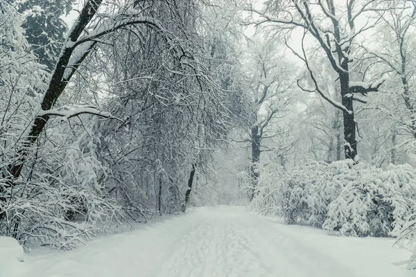 Winter Landscape Bare Tree Branches Covered Snowdrifts Empty Winter Park — Stock Photo, Image