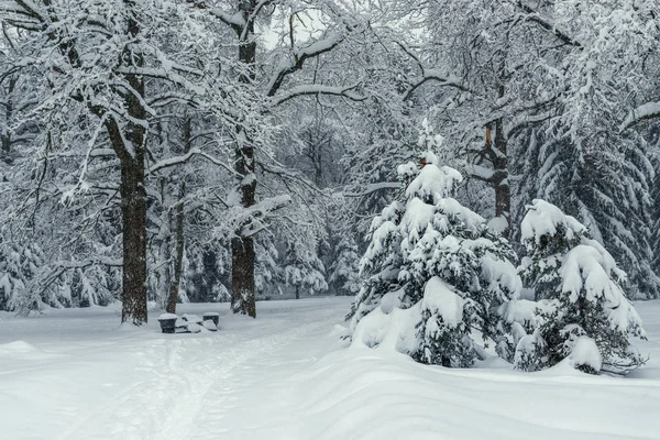 冬の雪に覆われた森 美しい冬の風景 森の奥深くにつながるパスを空に — ストック写真