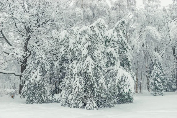 横の景色 降雪後の美しい冬の森 — ストック写真