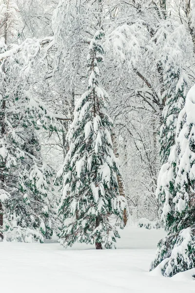 垂直の冬景色 雪で覆われてもみ — ストック写真