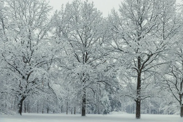 つの樹木はベルベット 冬の風景のような雪で覆われています — ストック写真