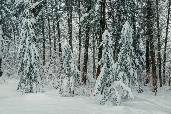 Paisagem Horizontal Floresta Conífera Inverno Rússia — Fotografia de Stock