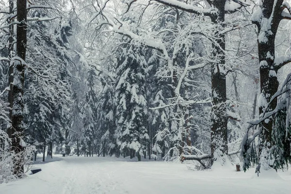 Burzy Śnieżnej Zimą Lesie Dużo Świeżego Śniegu — Zdjęcie stockowe