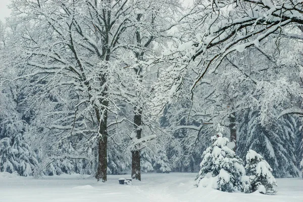 冬の日に雪が降った後の雪の魔法美しい森の背の高い木 — ストック写真