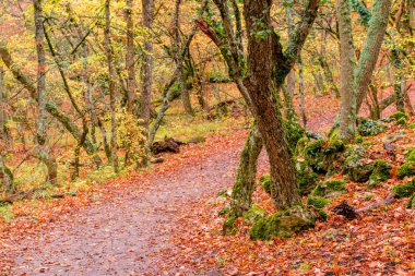 parkta bir yolu düşmüş kırmızı yaprakları ile kaplı