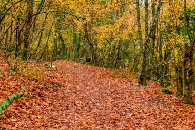 Sonbahar pitoresk Park düşen yapraklar ile boş bir yol