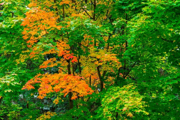 Maple Park Colorful Leaves Changed Color Autumn Landscape — Stock Photo, Image