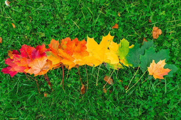Красные Желтые Зеленые Листья Клена Выложенные Рядами Траве Осеннем Парке — стоковое фото