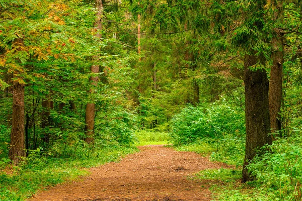 Gemengd Bos Herfst Landschap September — Stockfoto