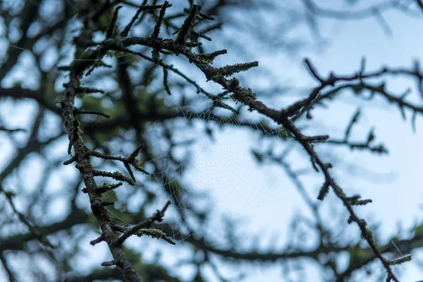 Ιστό Αράχνης Στα Κλαδιά Ενός Δέντρου Ενάντια Στον Γαλάζιο Ουρανό — Φωτογραφία Αρχείου