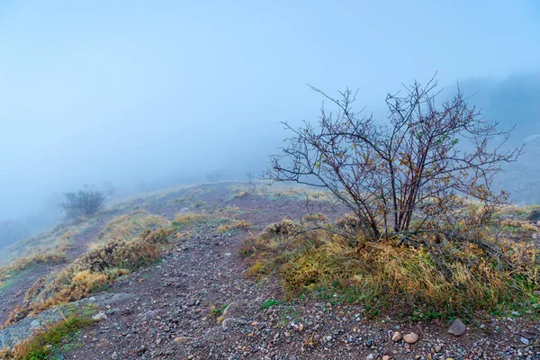 Naked Bush Mountains Autumn Landscape Dense Fog — Stock Photo, Image